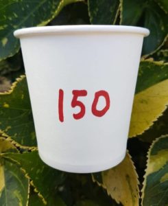 150 ml WIZZ JALLAN Printed Paper Cups